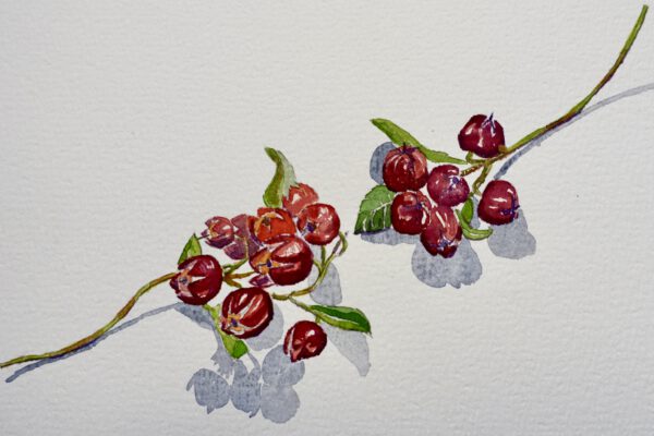 Winter-Gaultheria